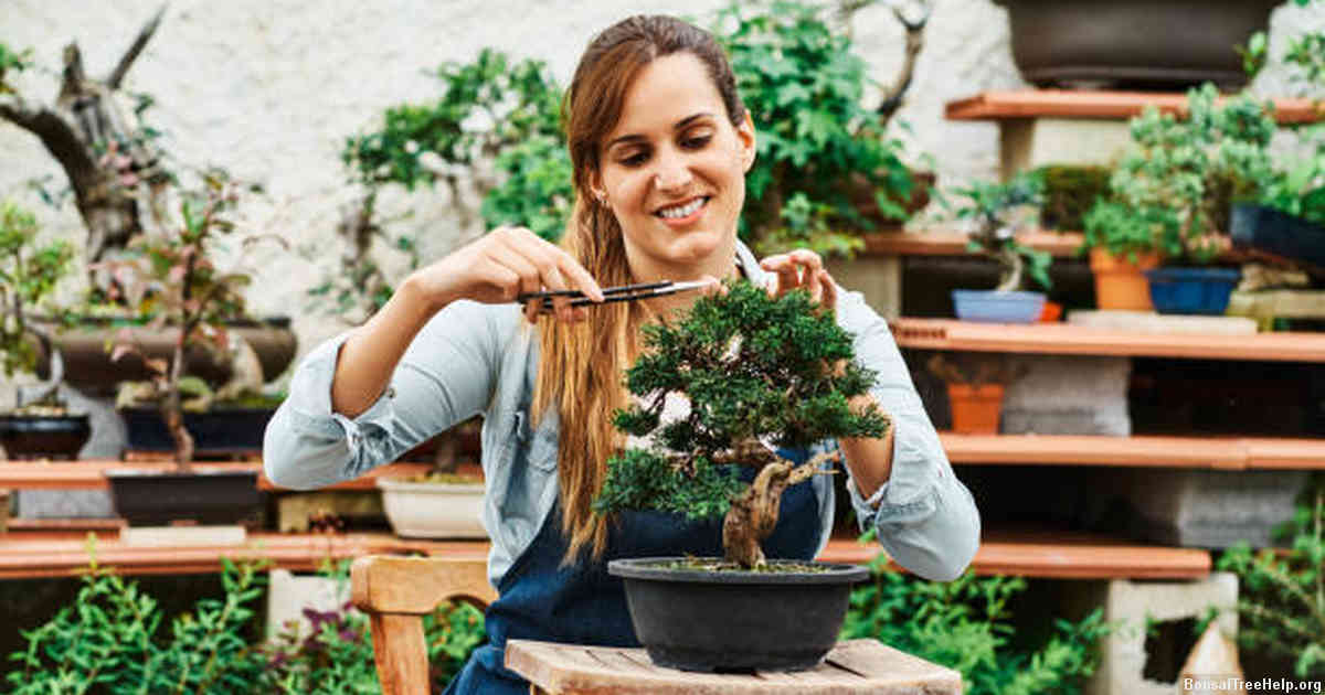 Watering and Feeding Requirements for a Healthy Ficus Bonsai