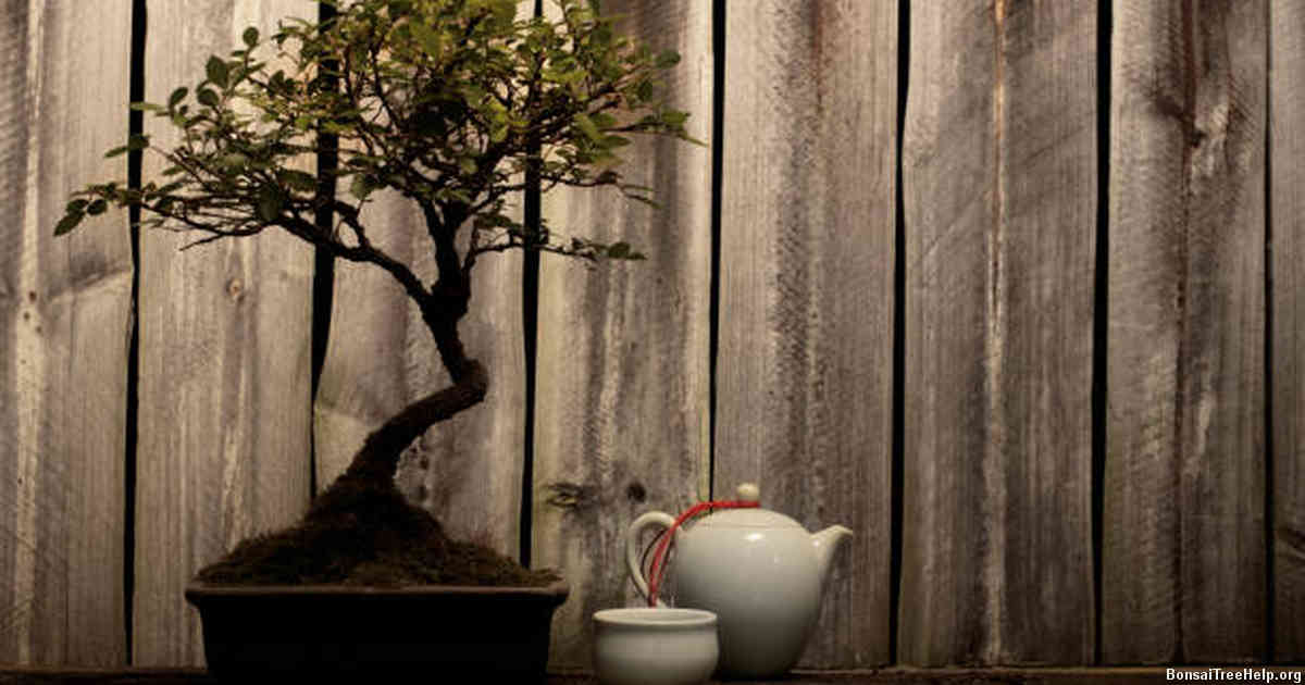Watering and Fertilizing Guidelines for a Bonsai on Rock