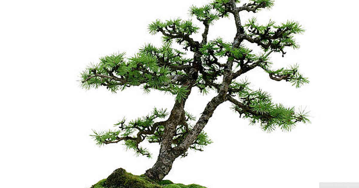 Watering and Fertilizing your Bonsai Tree