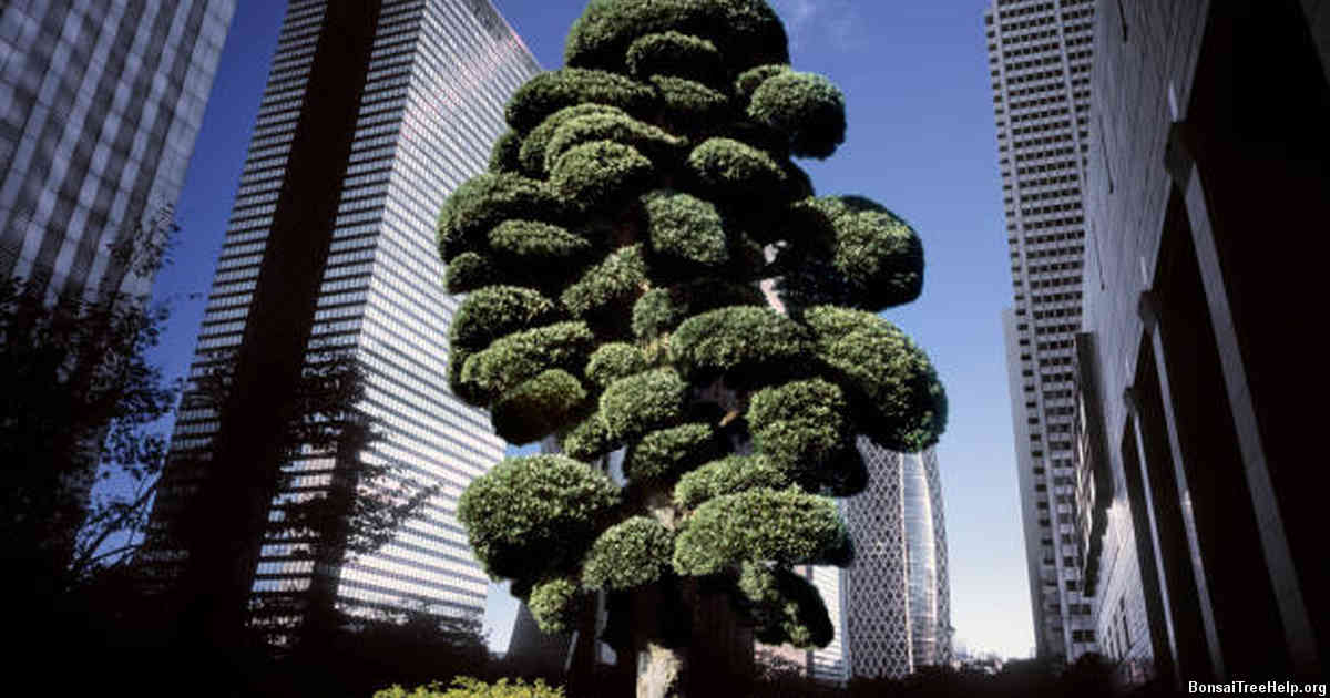 Watering and Fertilizing Your Pine Bonsai