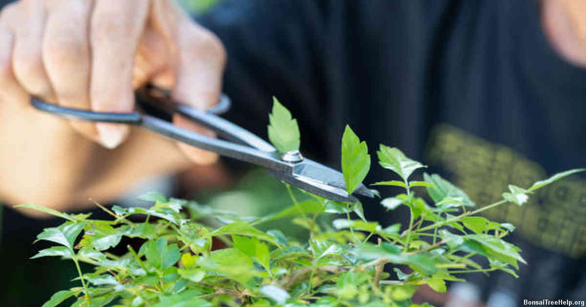 Watering Techniques and Care Tips