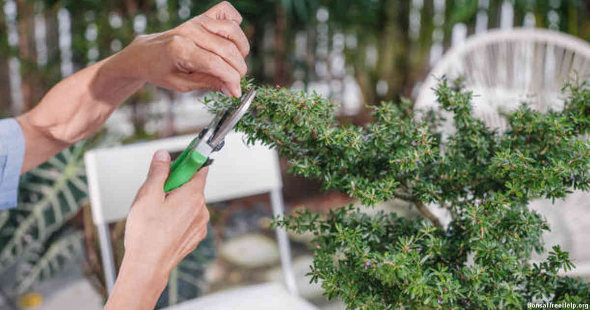 Watering Techniques for Your Bonsai