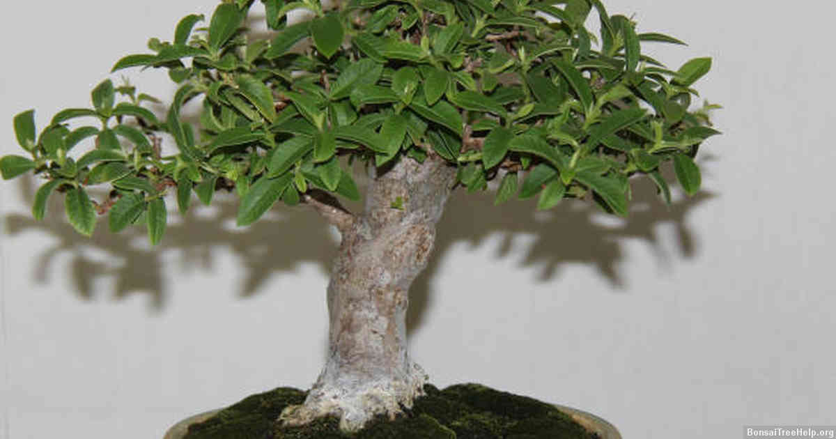What color is a fig bonsai?