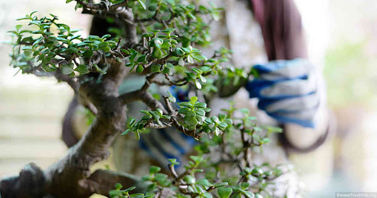 What is a person who grows a bonsai called?