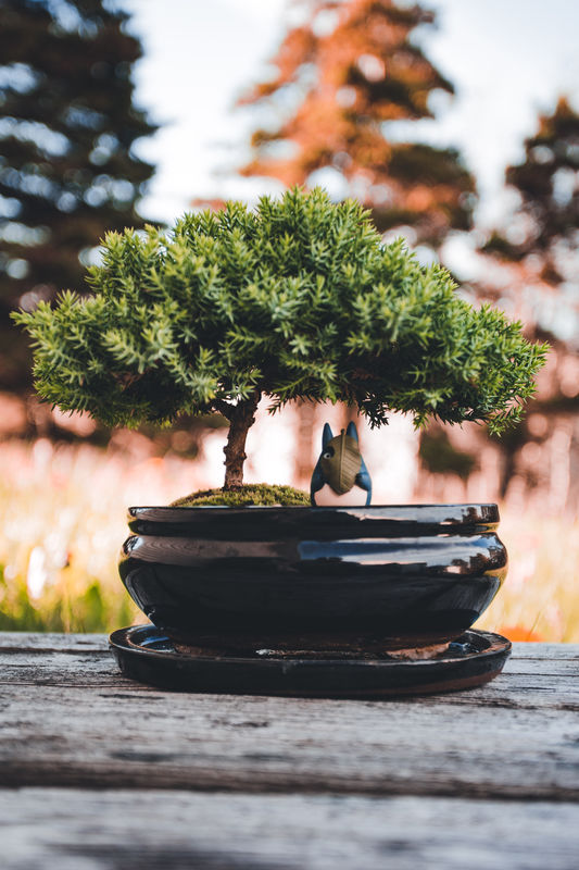 What is pinching in bonsai?