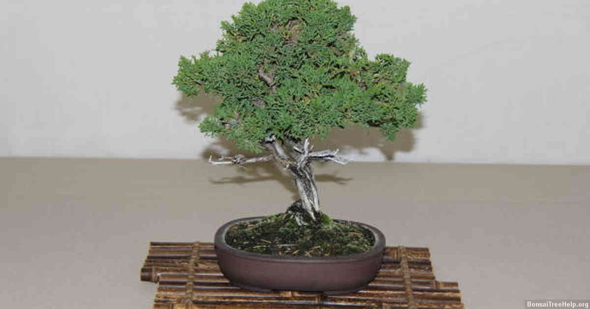 What is the easiest type of bonsai tree to grow?