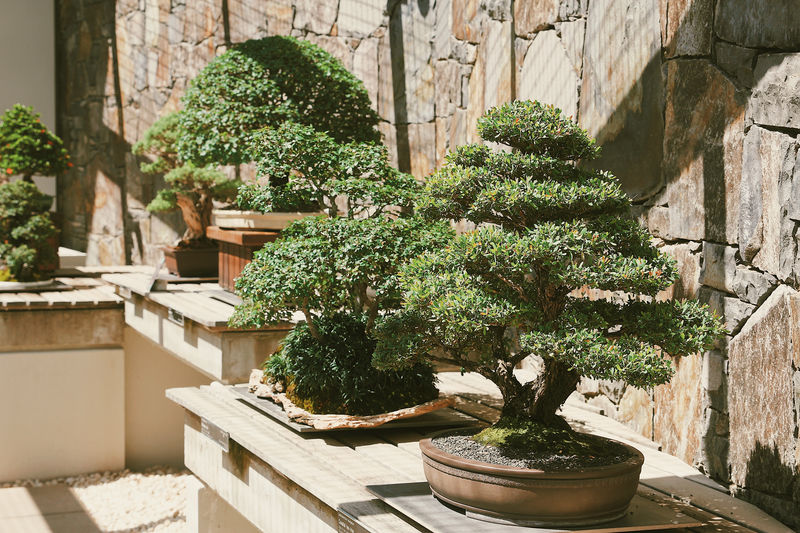 What kind of moss should be used on a bonsai?