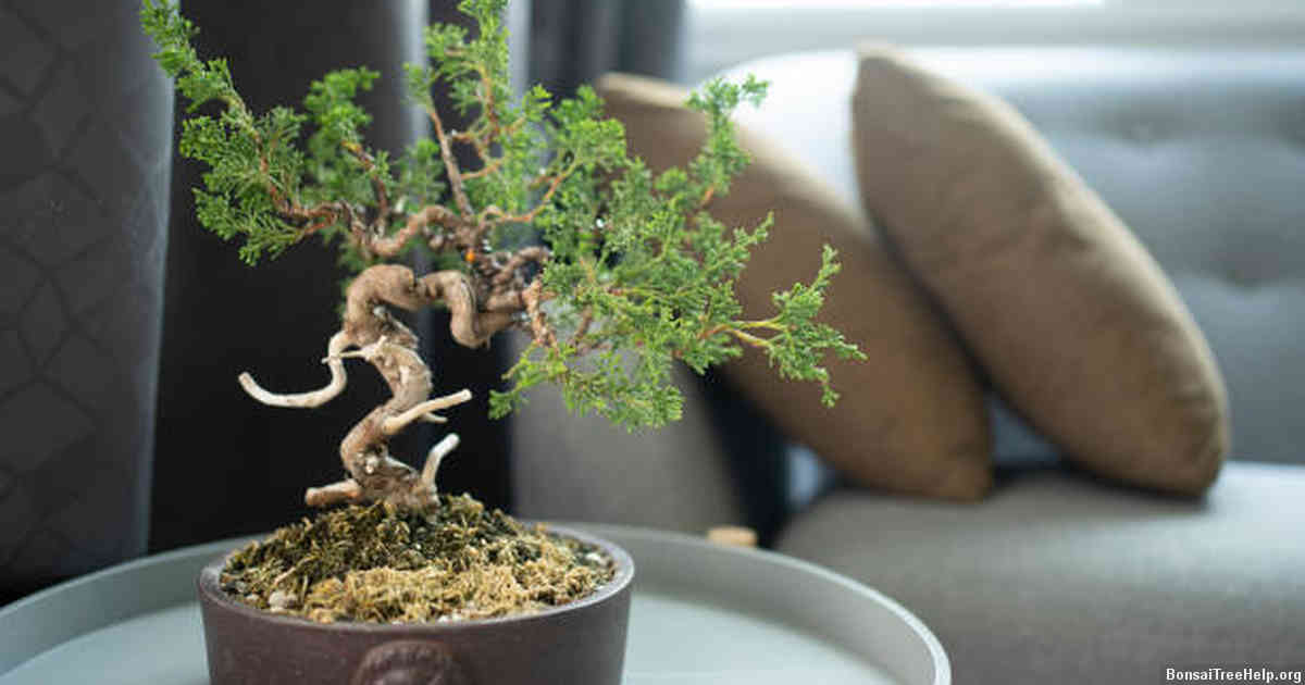 What soil should be used for bonsai plants?