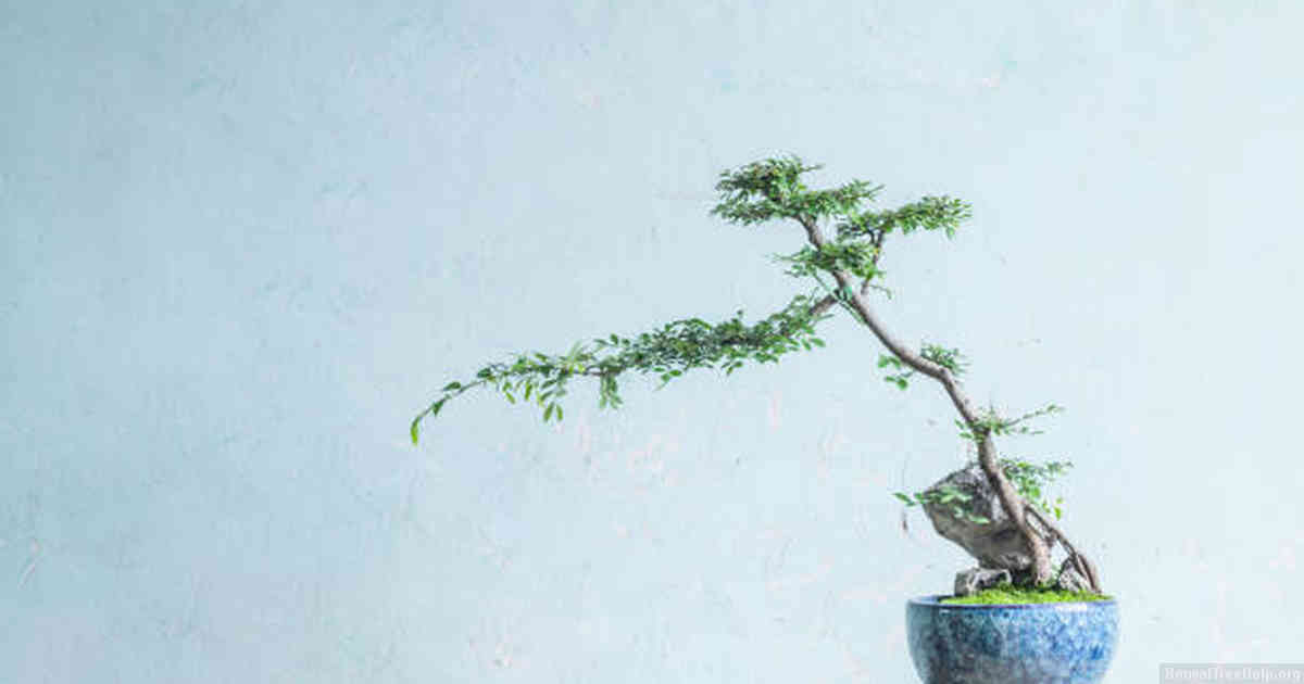 What type of tree can a bonsai be?
