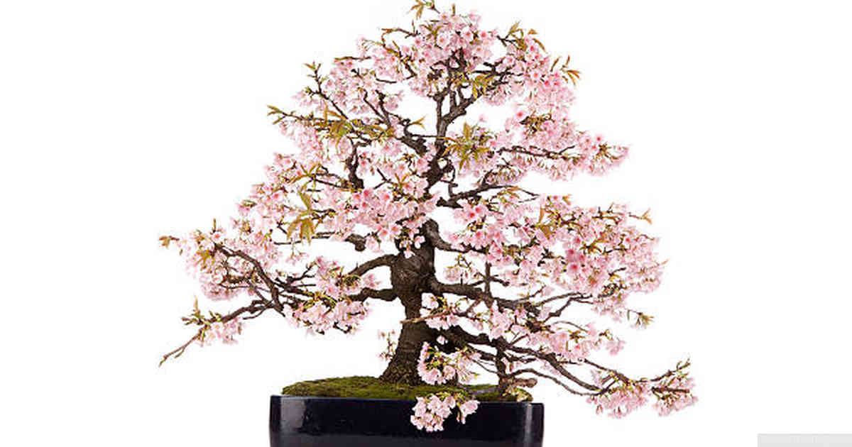 When should a Quince Bonsai be pruned?