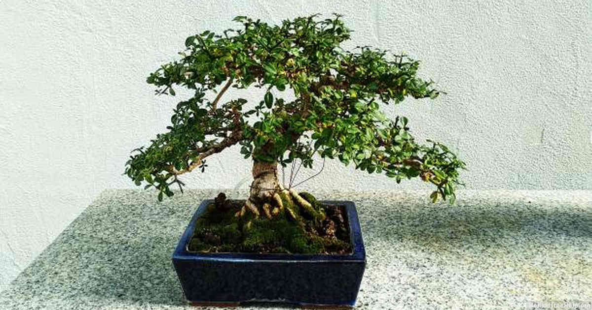 When should I move my bonsai seedlings?