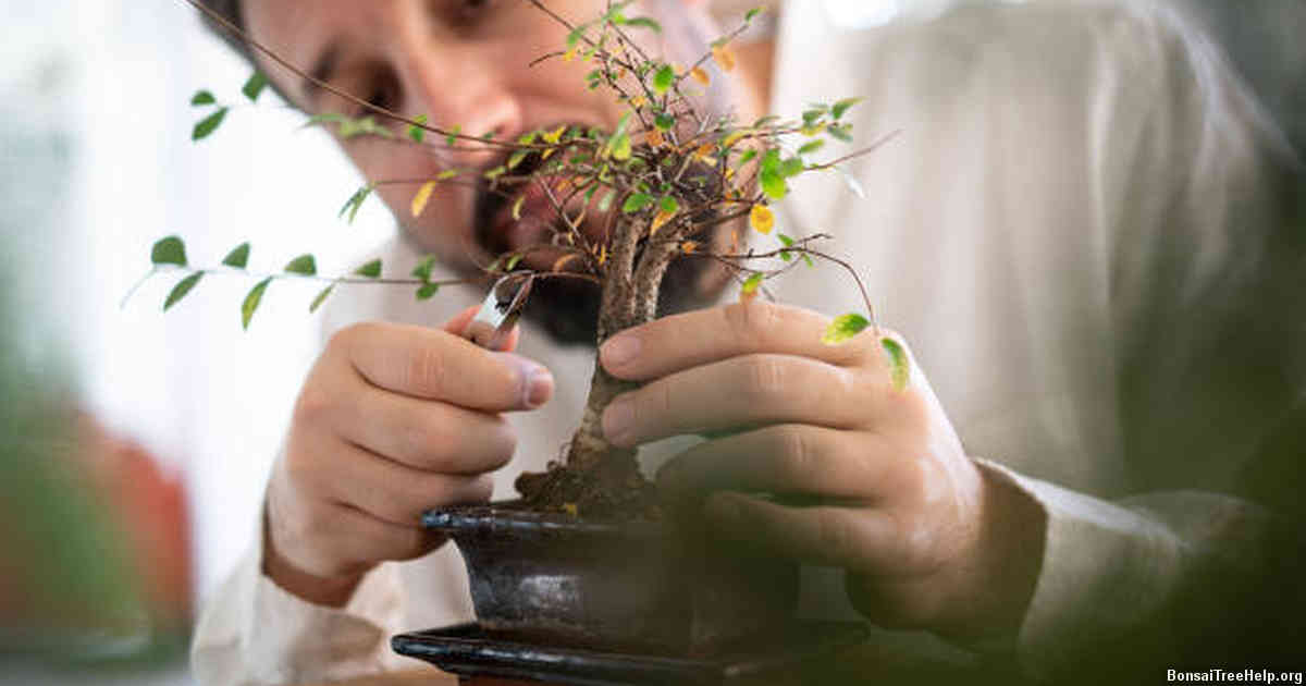 When should I plant my bonsai seeds?