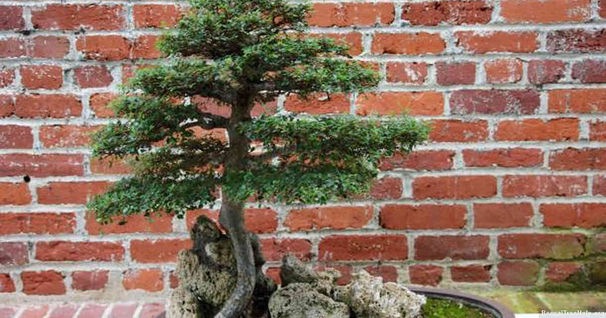 When should I prune bonsai seedlings?