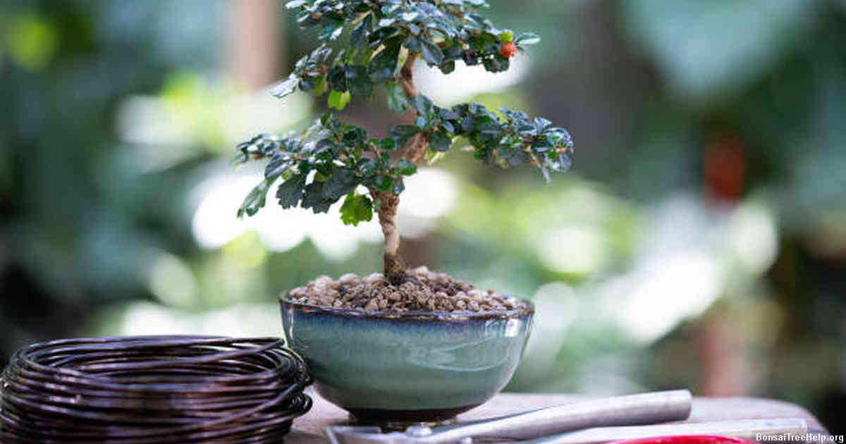 When should I prune my Bonsai Carmona?