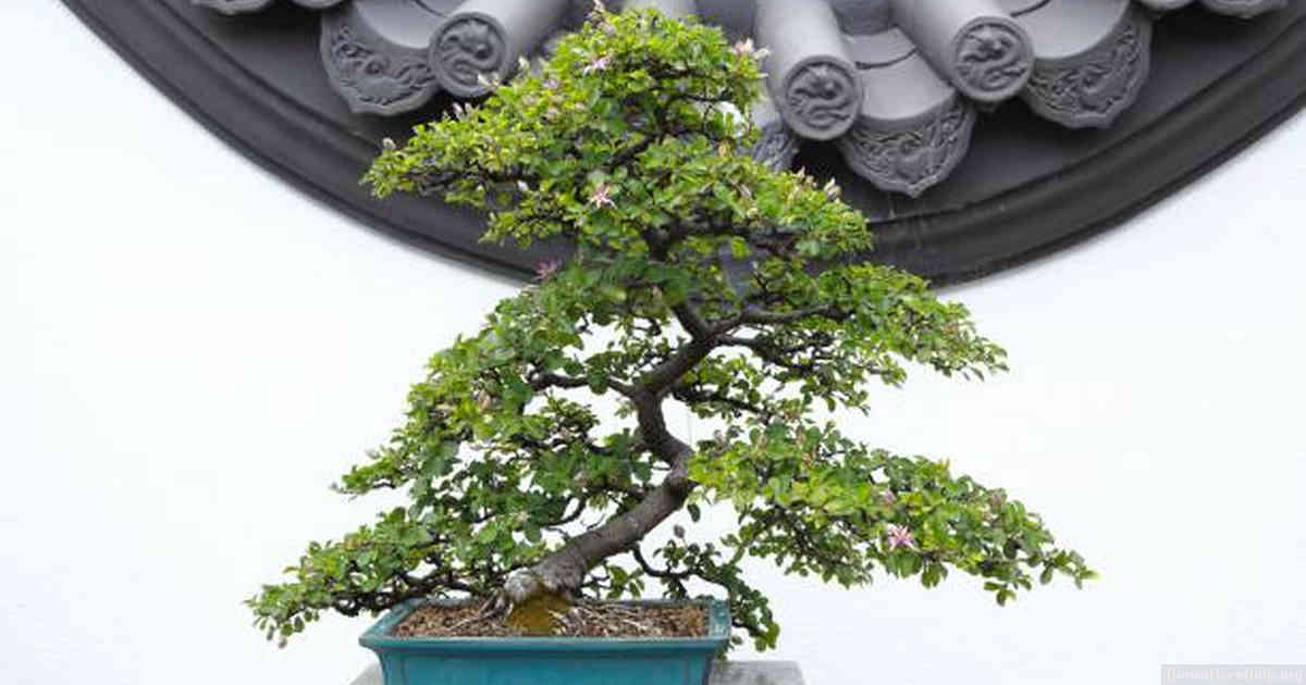 When should I prune my Juniper Bonsai Tree?