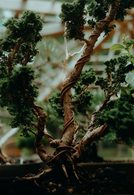 When should I repot my bonsai in Australia?