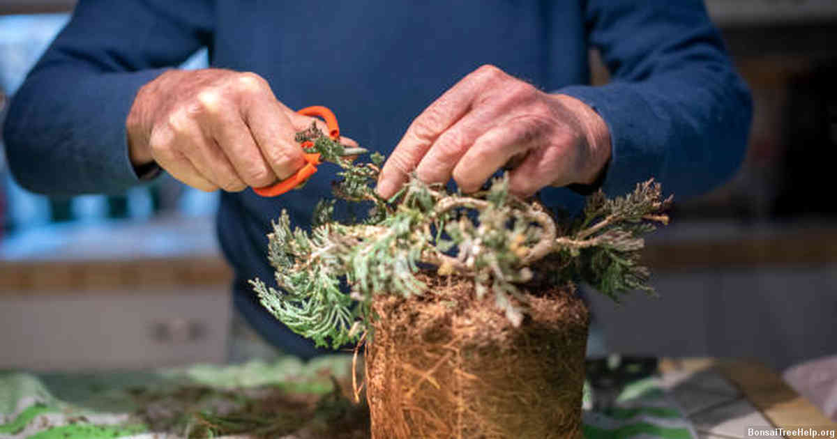 When should I trim a bonsai seedling?