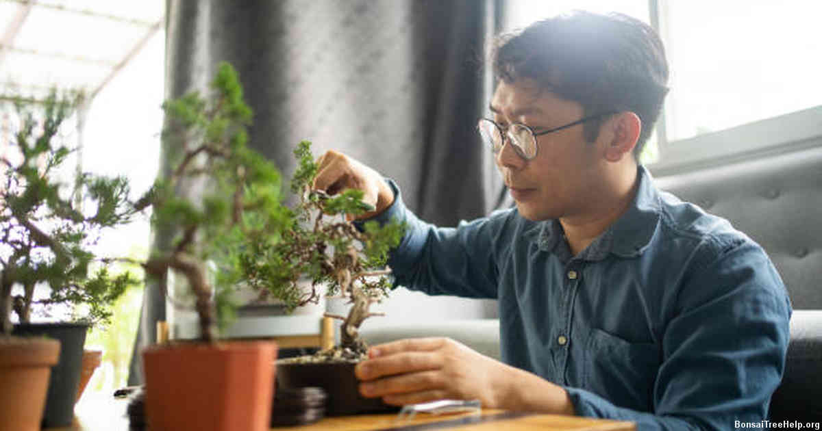 When should I trim my Chinese Elm Bonsai?