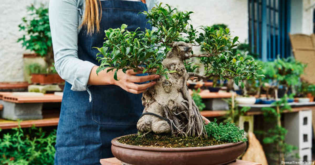 When should I wire my Ficus Bonsai?