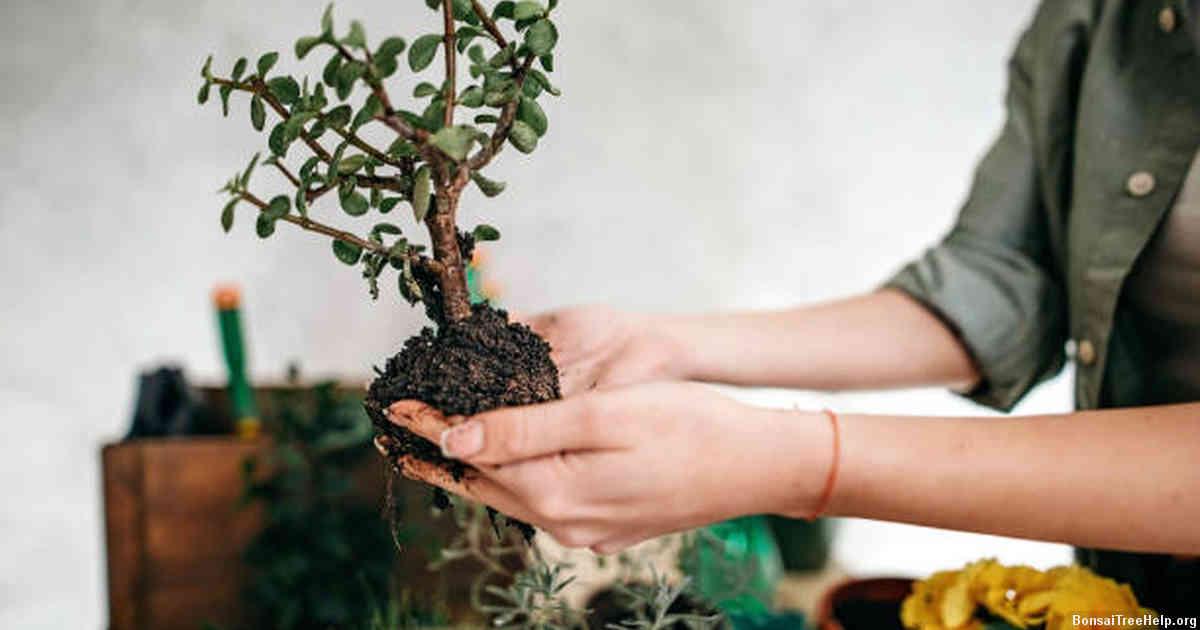When to Repot your Bonsai Tree into a Larger Pot