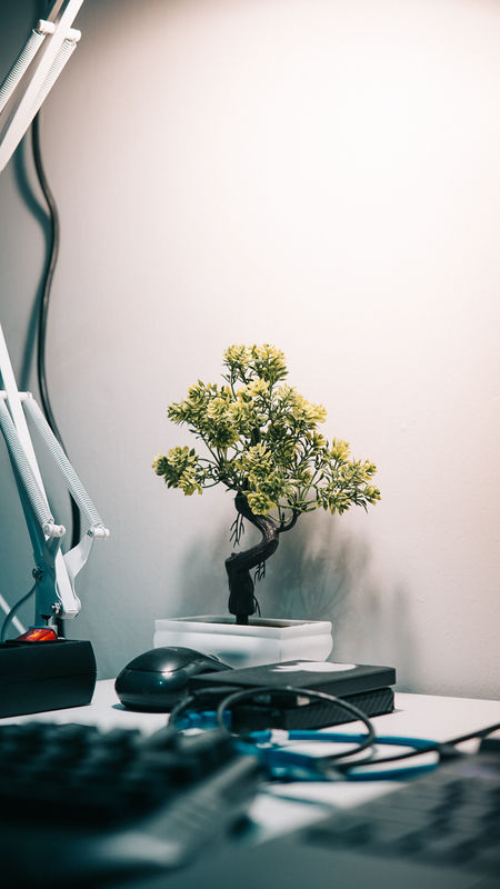 Where can I order a live bonsai tree?