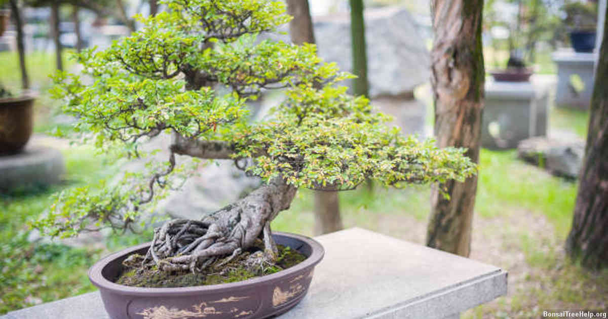 Where should I grow a bonsai tree?