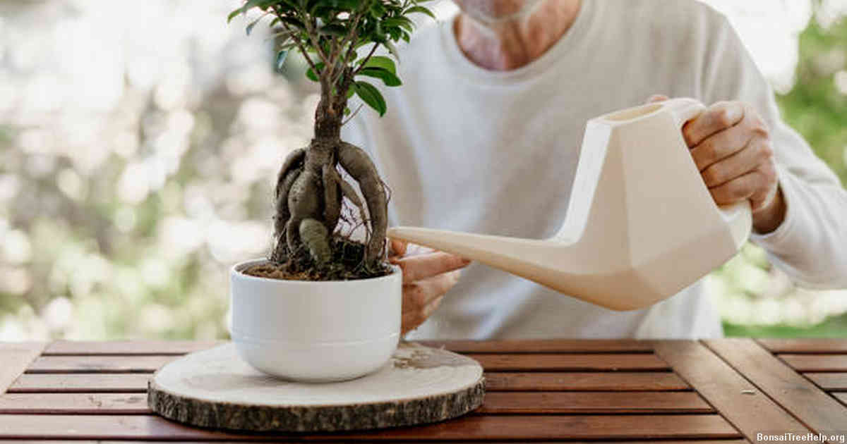Which bonsai trees are good for outdoor Zone 6?