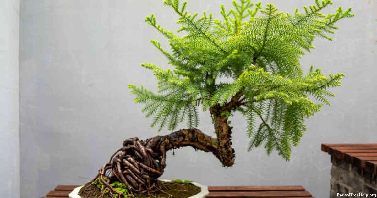 Why are Bonsai trees so popular?