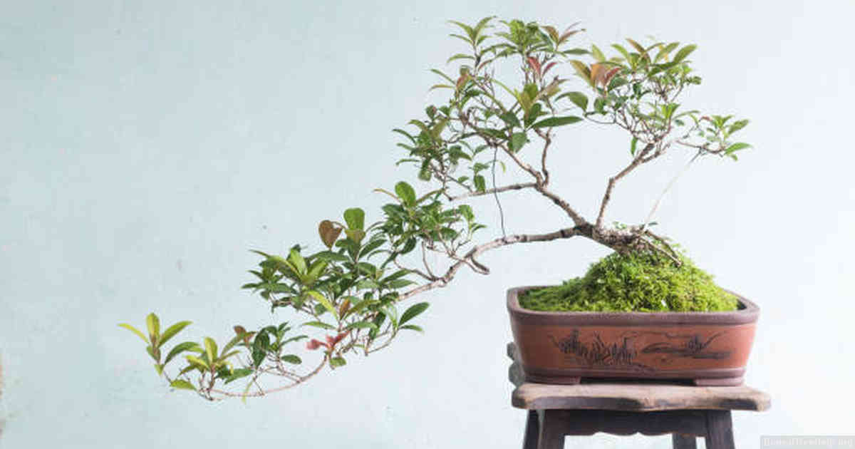 Why are flowers referred to as bonsai?
