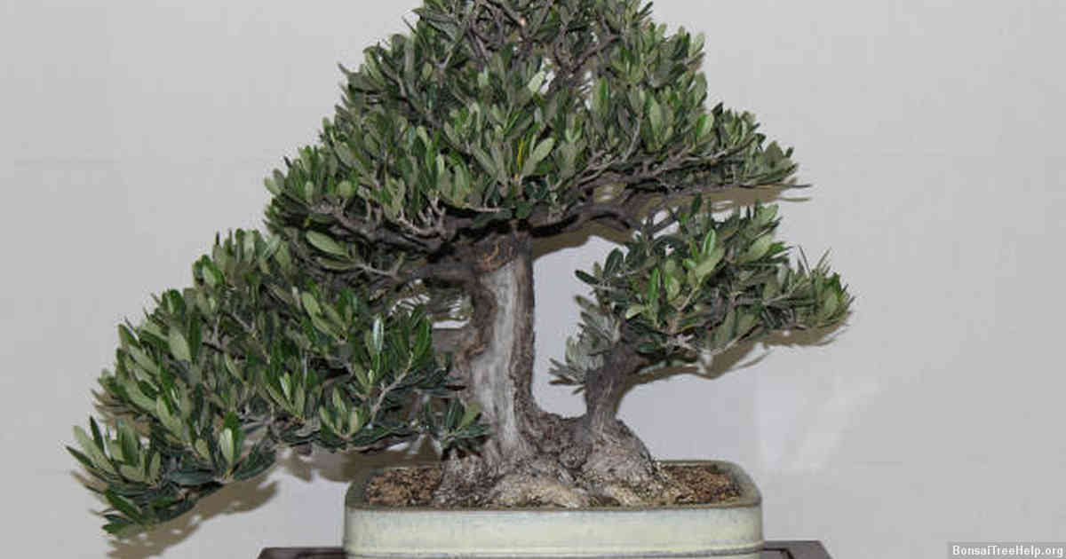 Why are some bonsai plants’ leaves different?