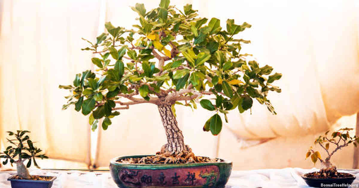 Why are the leaves falling off my Chinese Elm Bonsai?
