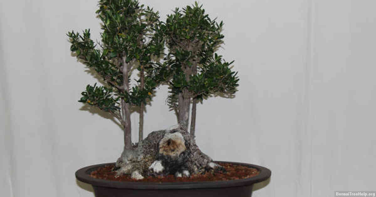 Why did my bonsai tree die?