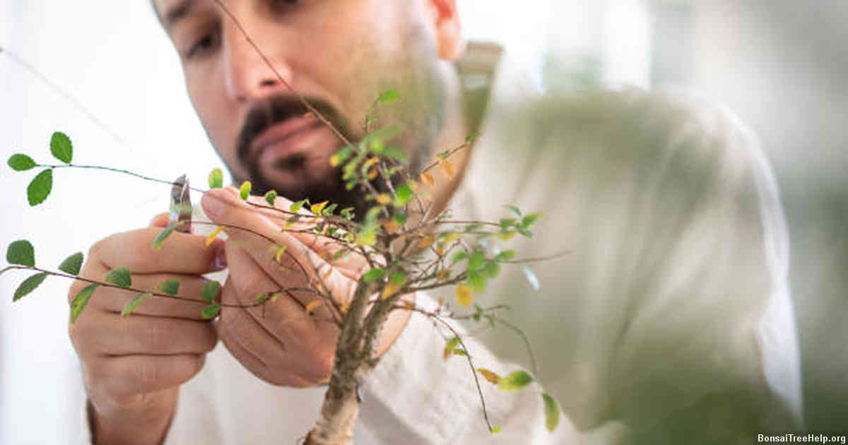 Will bonsai survive under aquarium lighting?