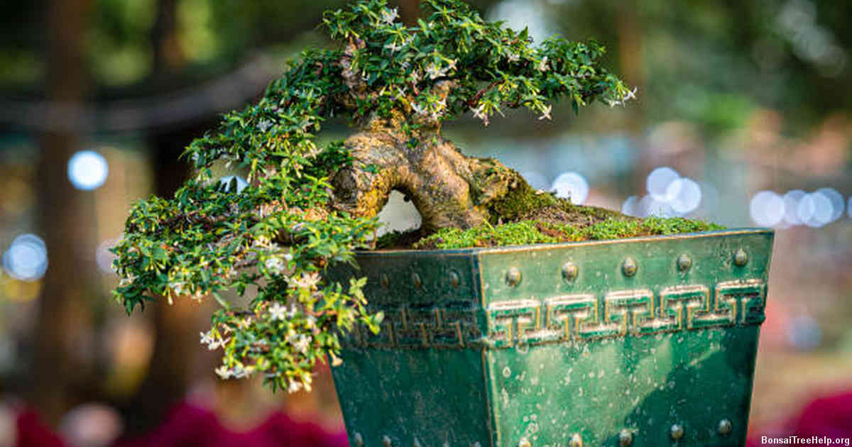 Will leaves grow back on a Chinese Elm Bonsai?