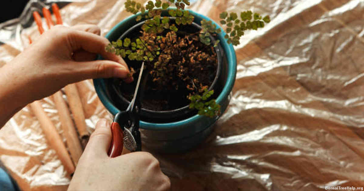 Will white vinegar and dish soap harm bonsai plants?