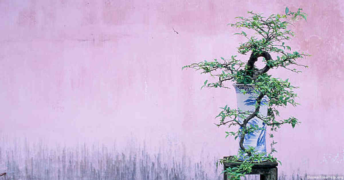 Wiring Your Bonsai: Controlling Branch Direction and Shape