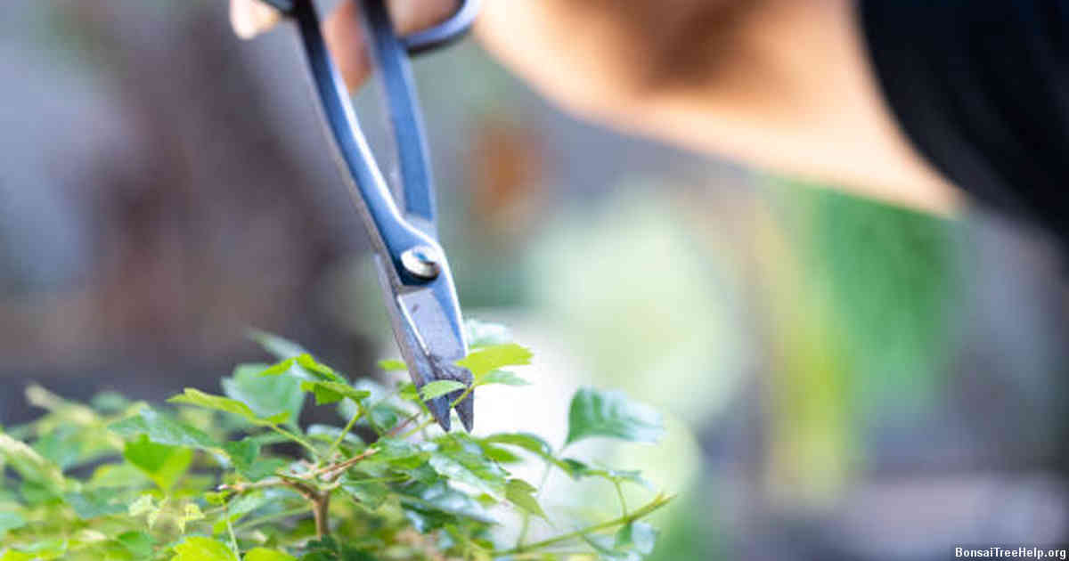 Wiring Your Ficus Ginseng Bonsai to Achieve Desired Shape